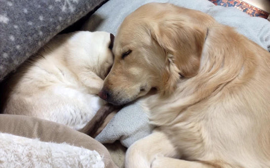 What Is Pet Insurance? A Guide to Fetch Pet Insurance